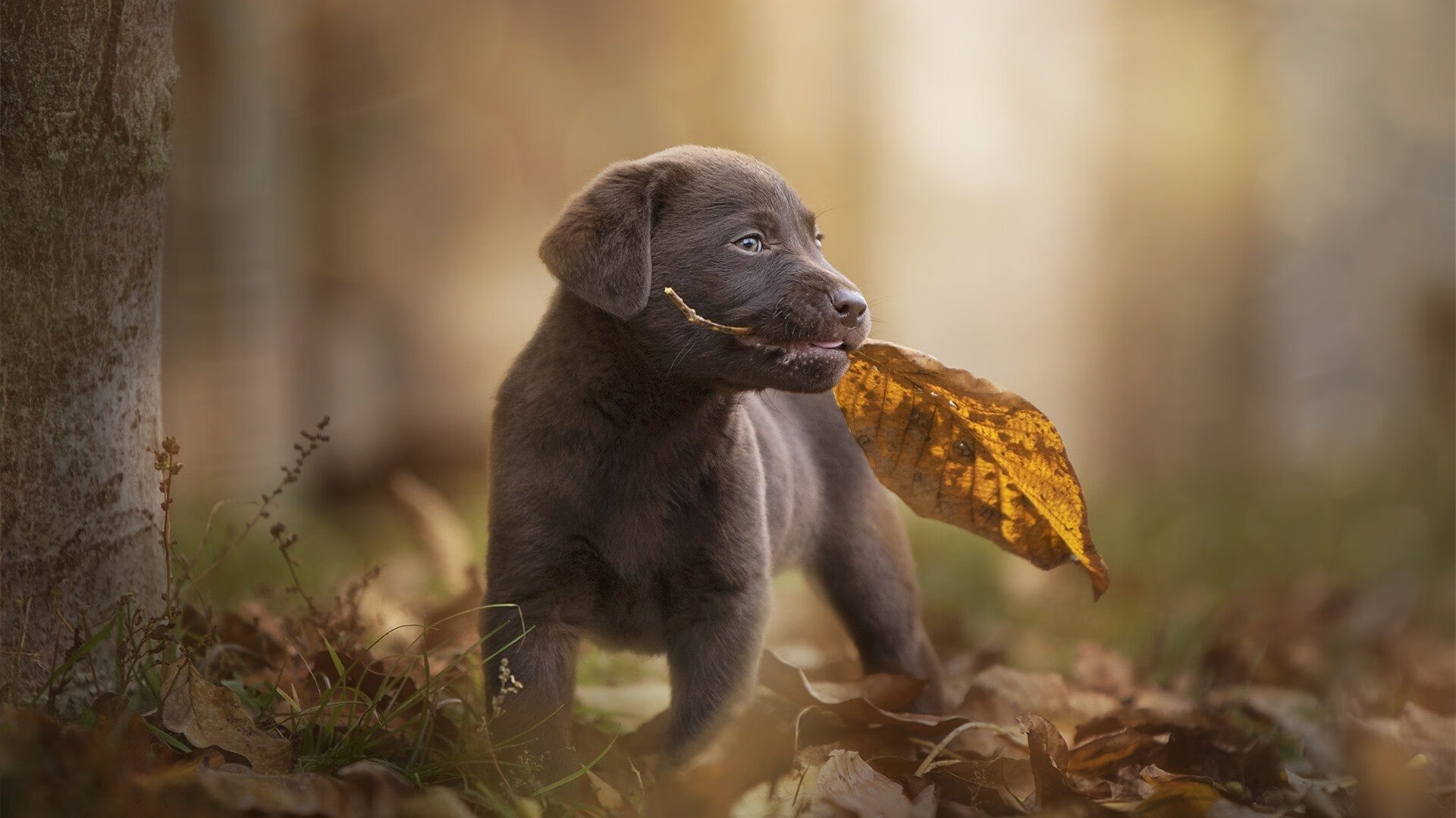 Kaiyun官方登录入口-_篮网稳坐联盟榜首，战绩优异_，篮网的战绩