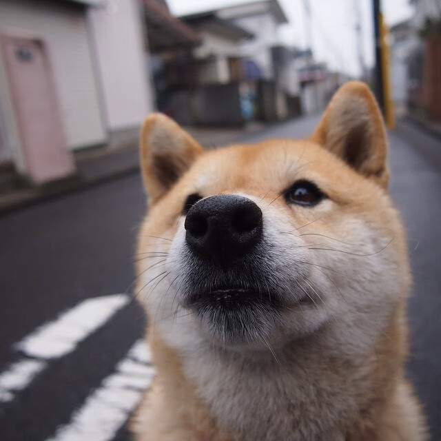 _趣味龙舟比赛:激荡江面团结协作_,龙舟表演赛