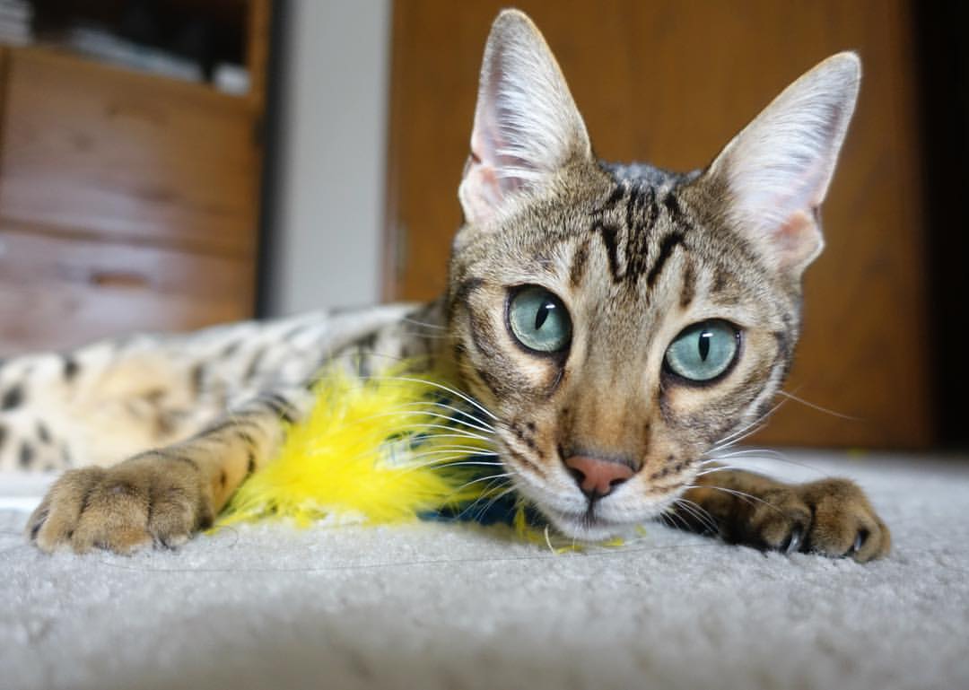 《【行业展望】2025年电竞产业五大潜在变革点》,2020年电竞产业发展