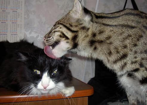 《物联网技术赋能:打造智慧电竞生态》,物联网+技术