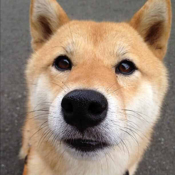 开云·Kaiyun网页版-《福布斯》：荷兰女足在预选赛中与法国队激战，荷兰女足咋样