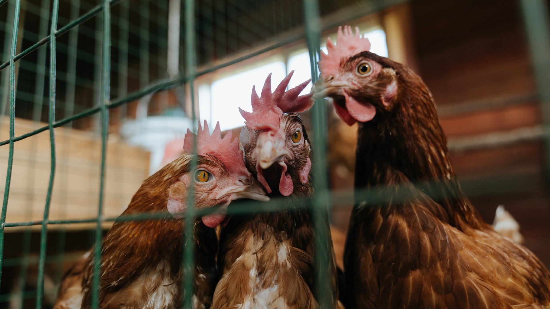 德甲转会：多支劲旅补强中场，争夺联赛冠军，德甲转会一览