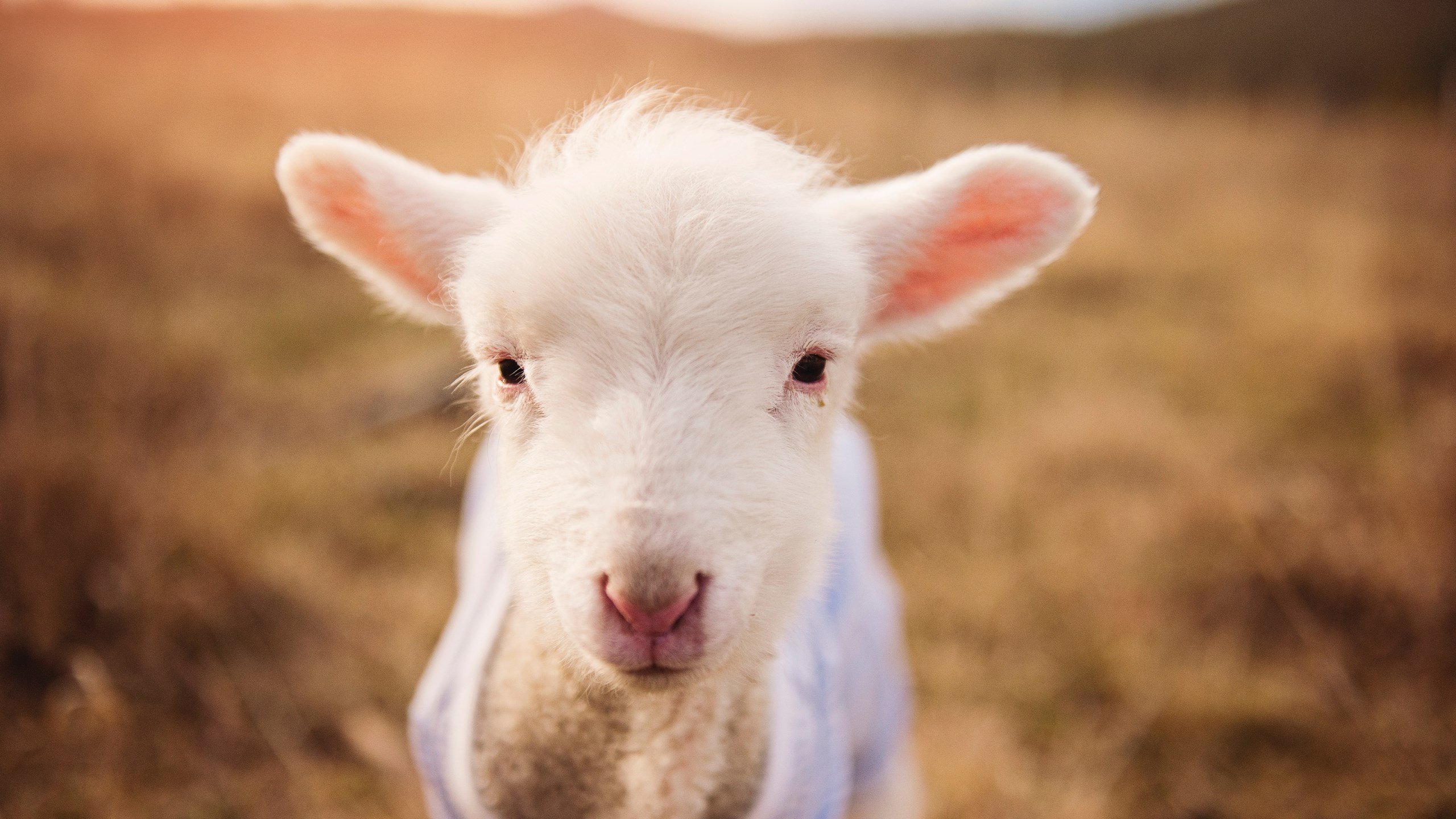 Kaiyun APP-电竞赛事品牌合作模式多样，电竞赛事品牌合作模式多样性的原因