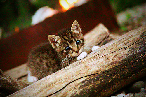 篮下攻坚:北京队抢夺49个篮板,攻守两端占优!,北京篮男