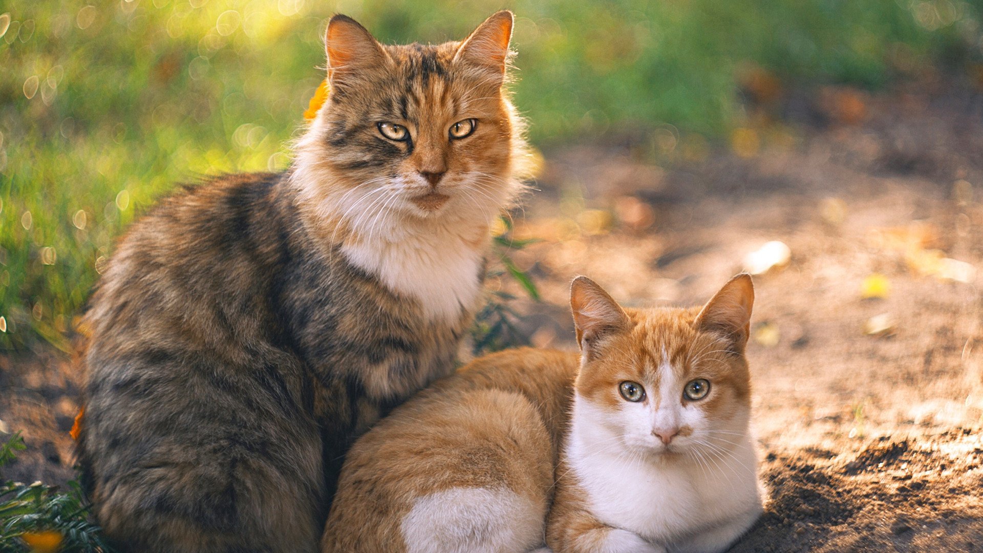 kaiyun官方网站-阿根廷公司寻求改变拉美地区NBA观看方式，阿根廷la