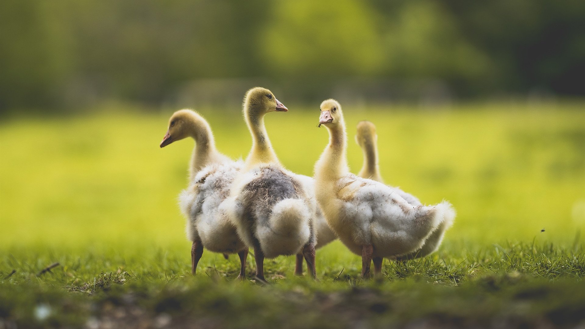 kaiyun官方入口登录-上海大鲨鱼 年轻球员展现潜力，上海大鲨鱼是nba球队吗