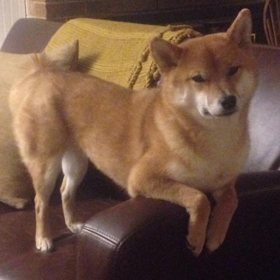 勇士再胜太阳,库里命中8记三分全场最高,勇士 库里