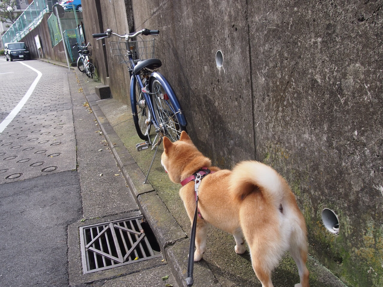 kaiyun体育综合-勇士主场击溃快船，库里三节轰下40分，勇士队库里视频