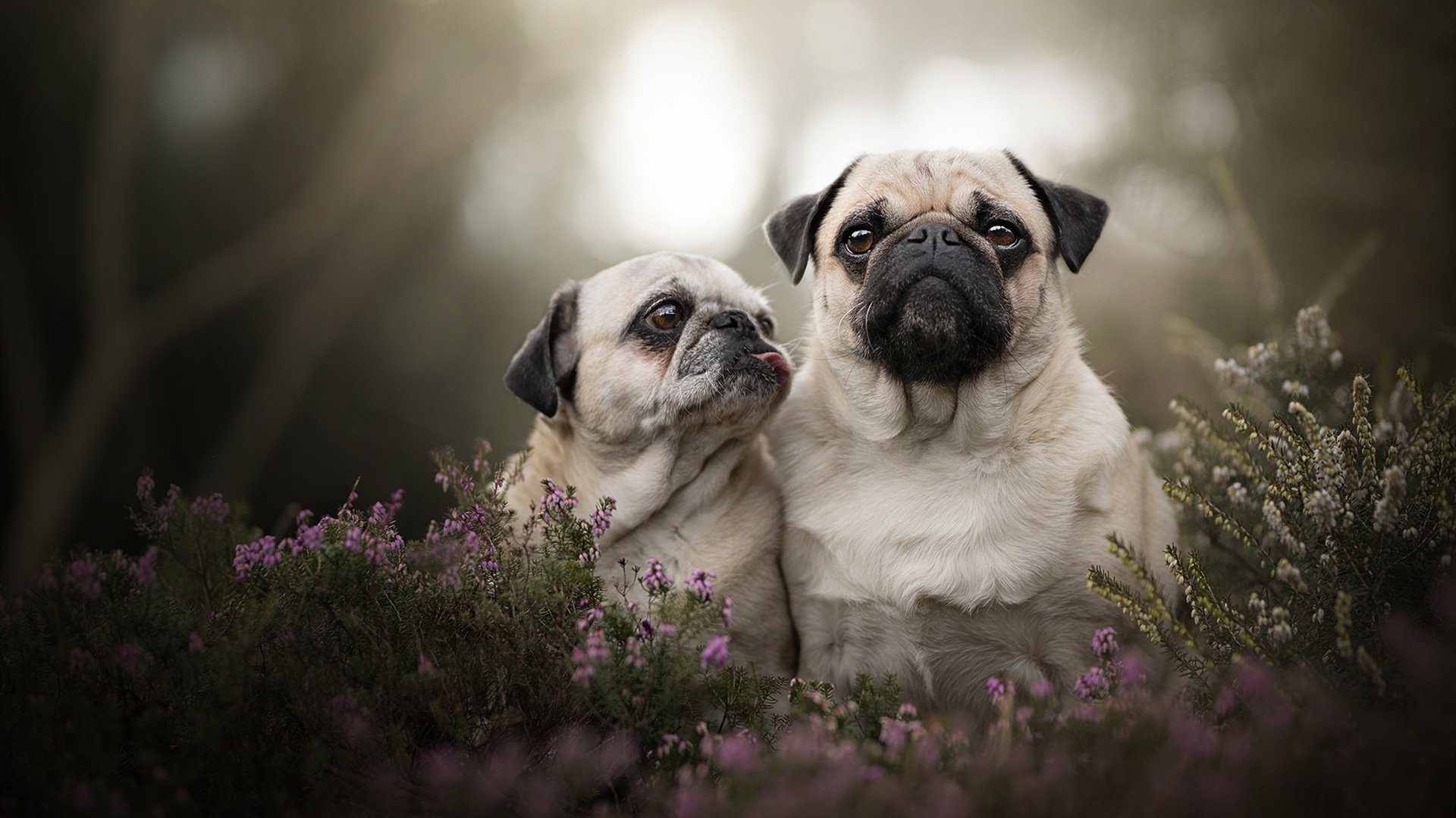 勇士主场击溃快船,库里三节轰下40分,勇士队库里视频