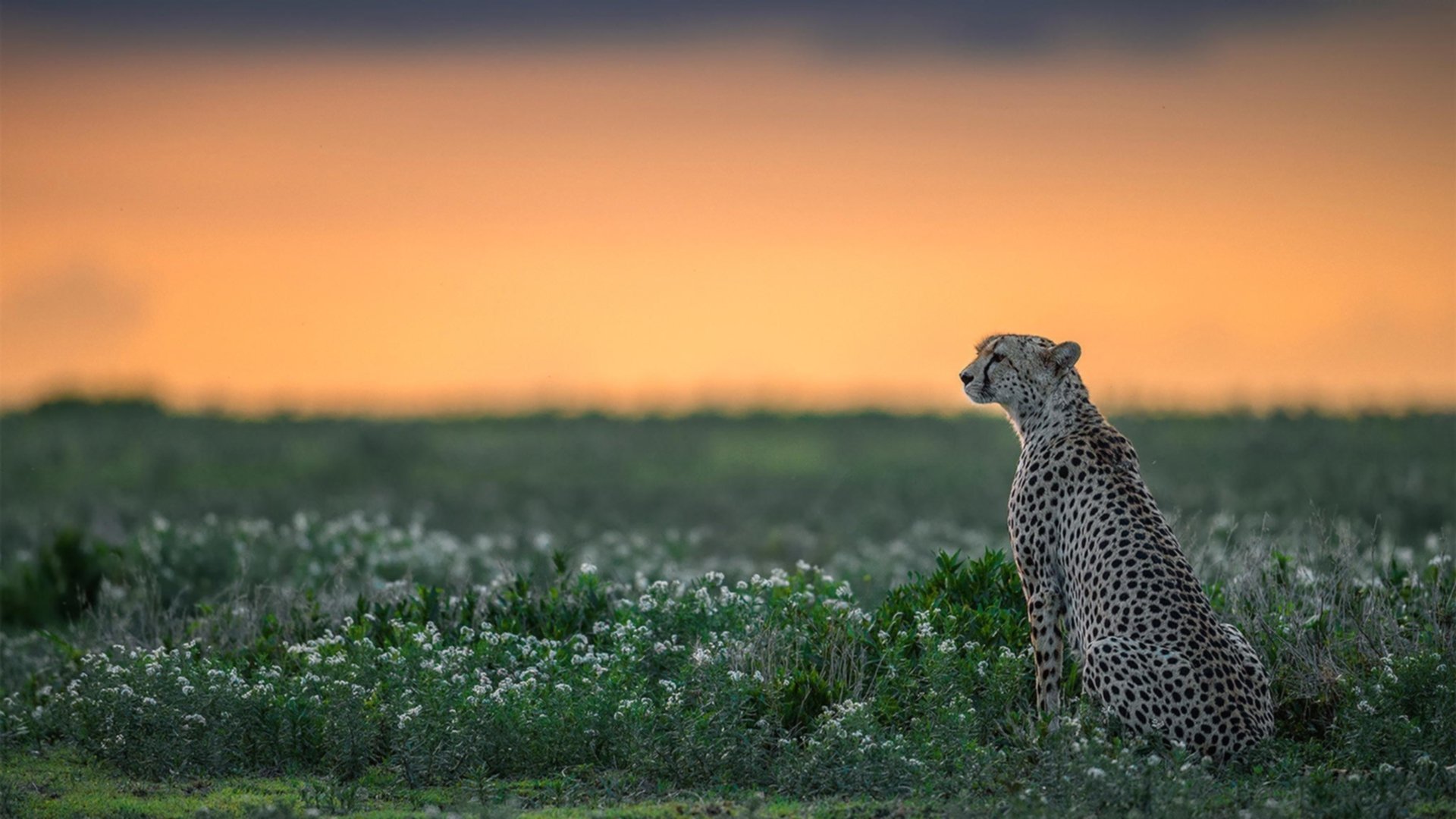 开云网站-巴塞罗那遭受重创，欧冠前景堪忧，巴塞罗那欧冠晋级了吗