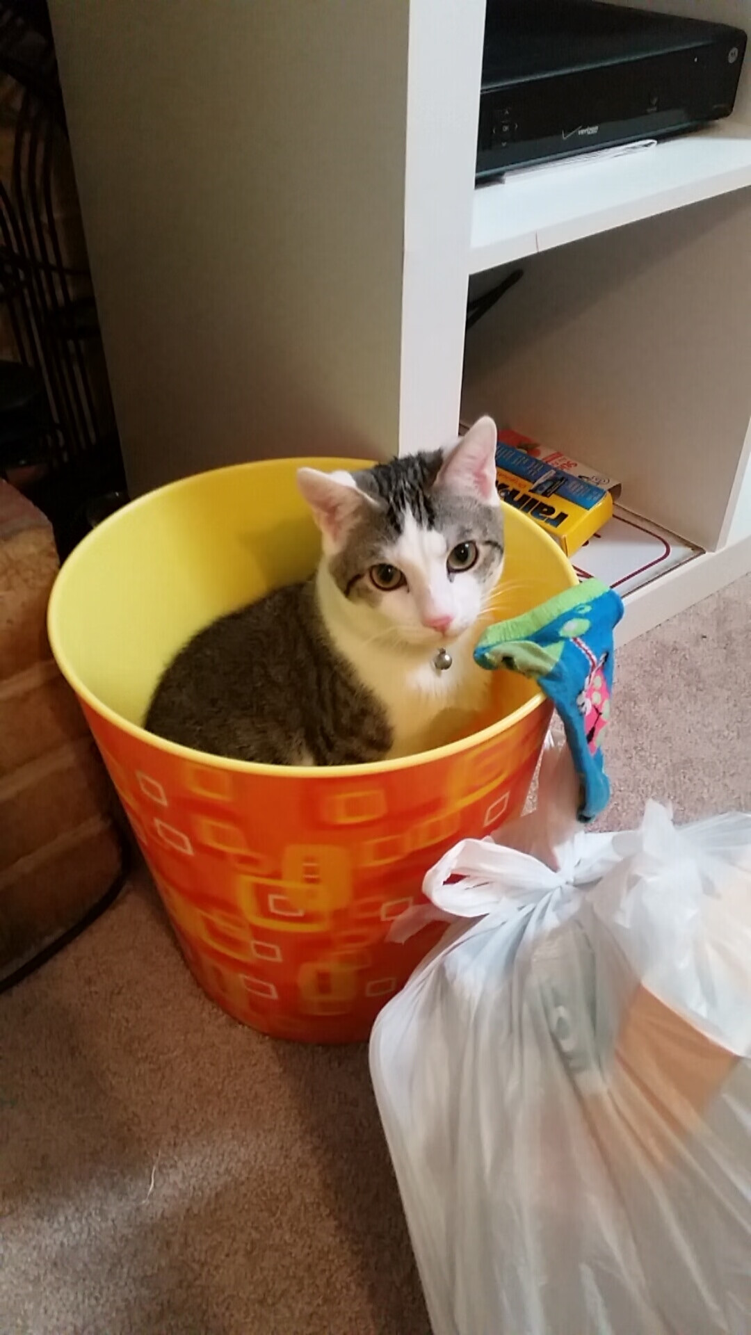 开云网页版-深圳佳兆业主场受挫，争冠希望渺茫，深圳佳兆业主场在哪