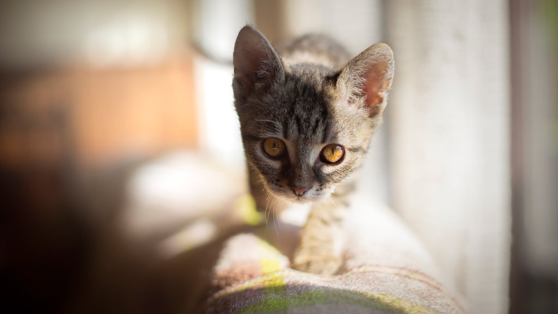 开云入口-瑞典球队遭遇科索沃阻击，实力对比悬殊有待说明，瑞典3_0科索沃