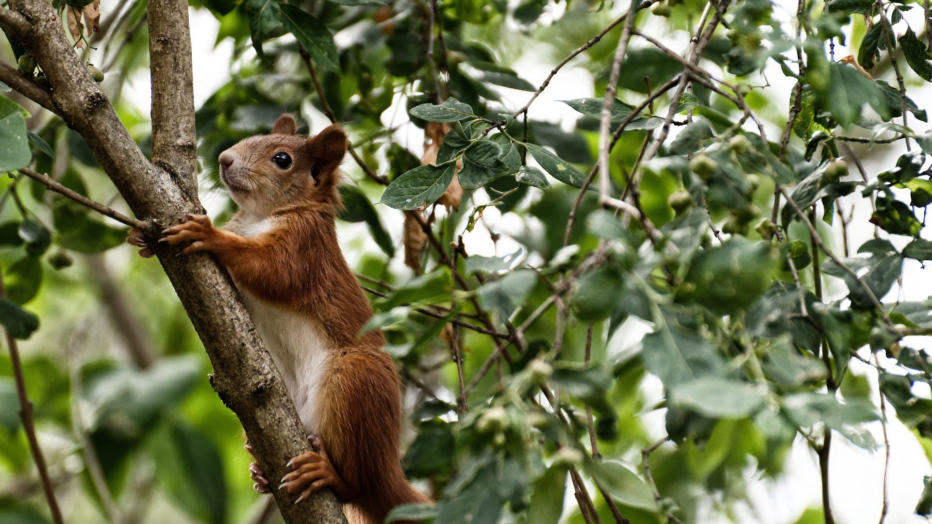 瑞典球队遭遇科索沃阻击,实力对比悬殊有待说明,瑞典3_0科索沃