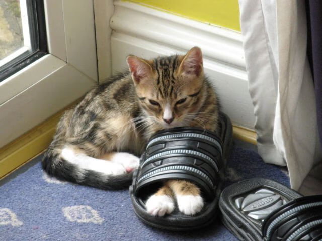 琉球黄金国王年轻球员快速成长,琉球王国现在叫什么