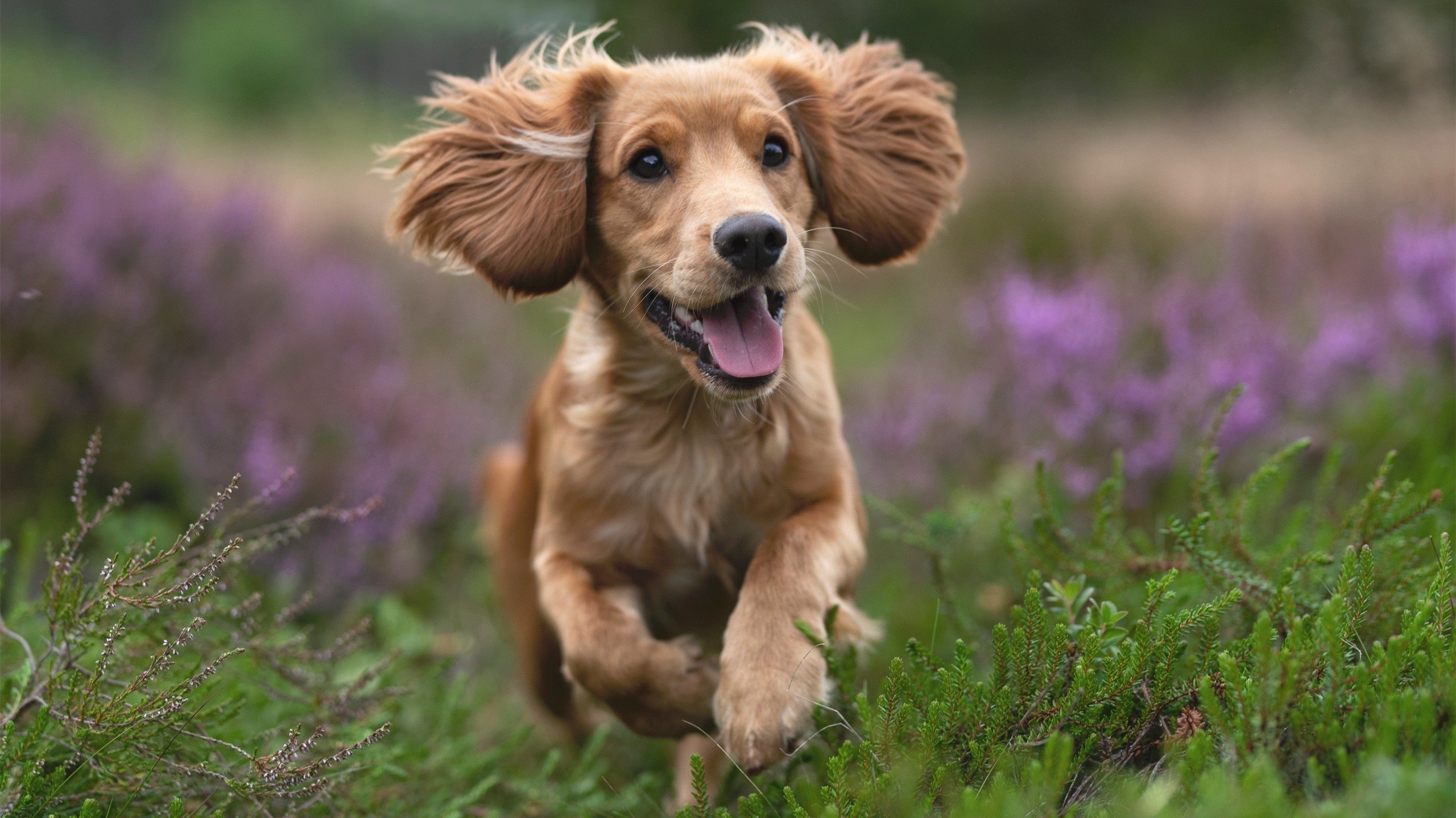 电竞游戏开发中的竞技机制设计与玩家反馈融合分析,电竞游戏项目项目介绍