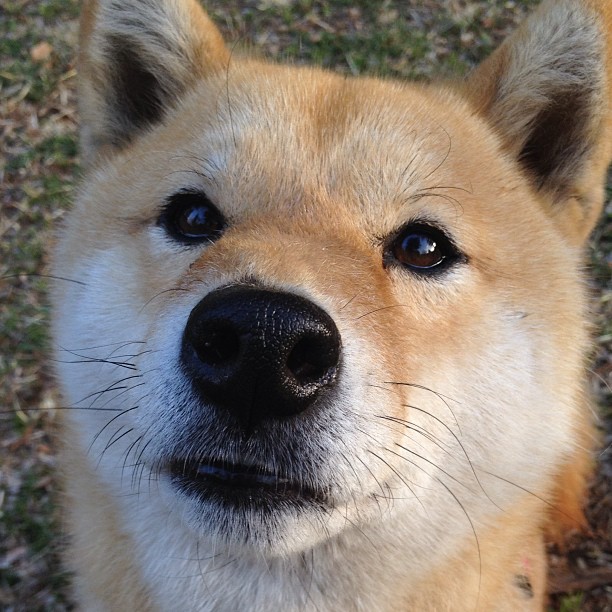 开云官网-约基奇准三双掘金继续连胜，掘金官推晒约基奇训练照_控球中锋