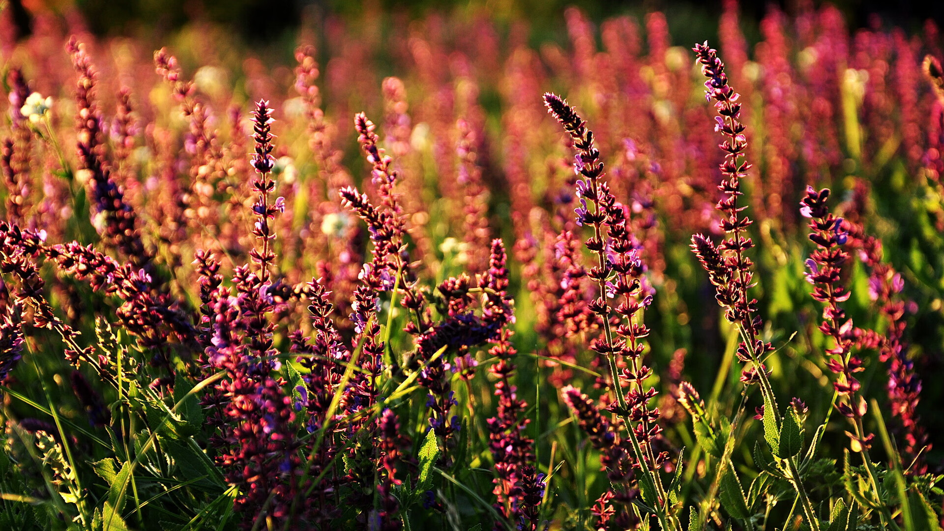 开云kaiyun-纽卡斯尔联合会杯战绩受挫，需加强训练，纽卡斯尔联队名宿