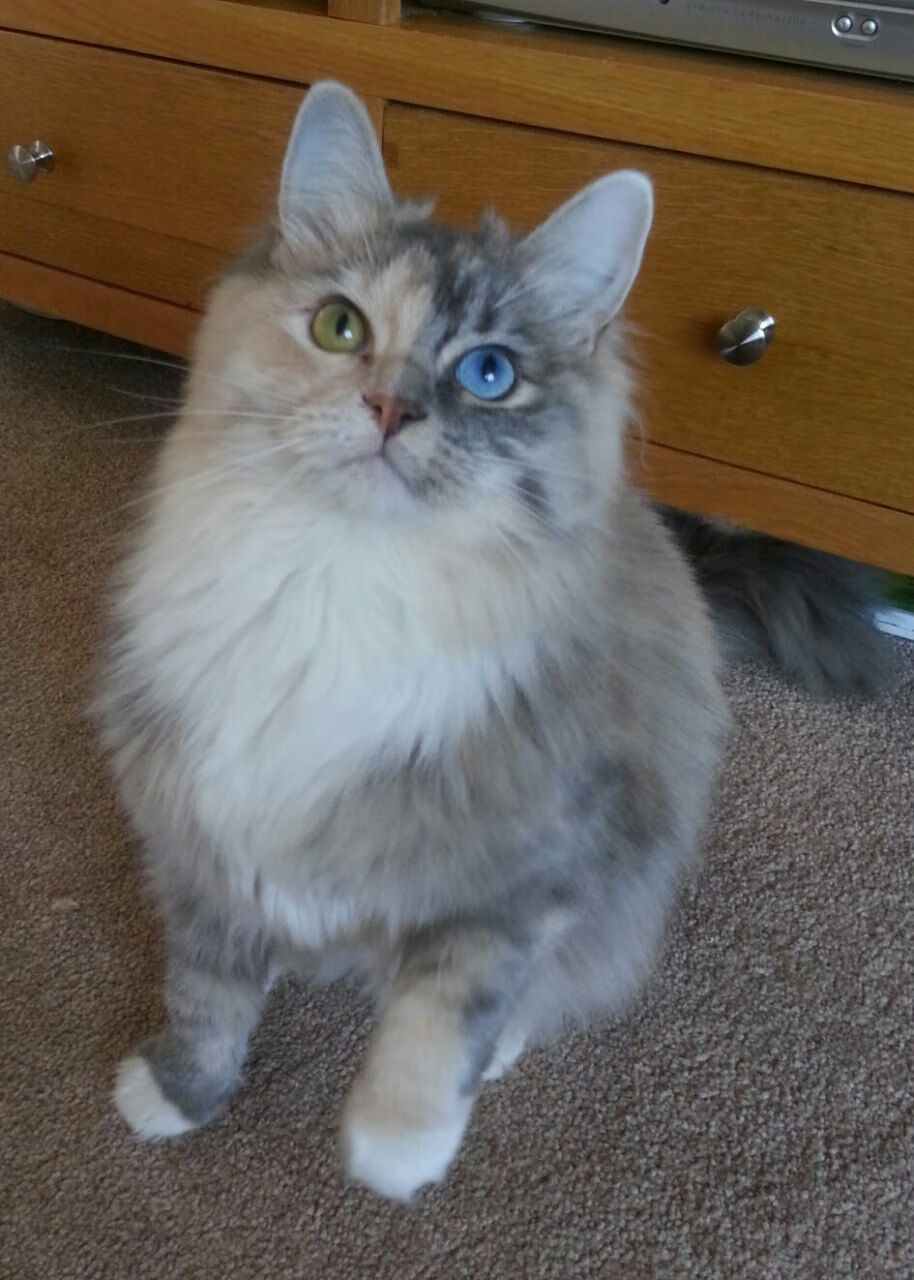 英超传奇瞬间:永远值得铭记的比赛片段,英超集锦2020-2021